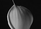 Linus Geisler: Calla
